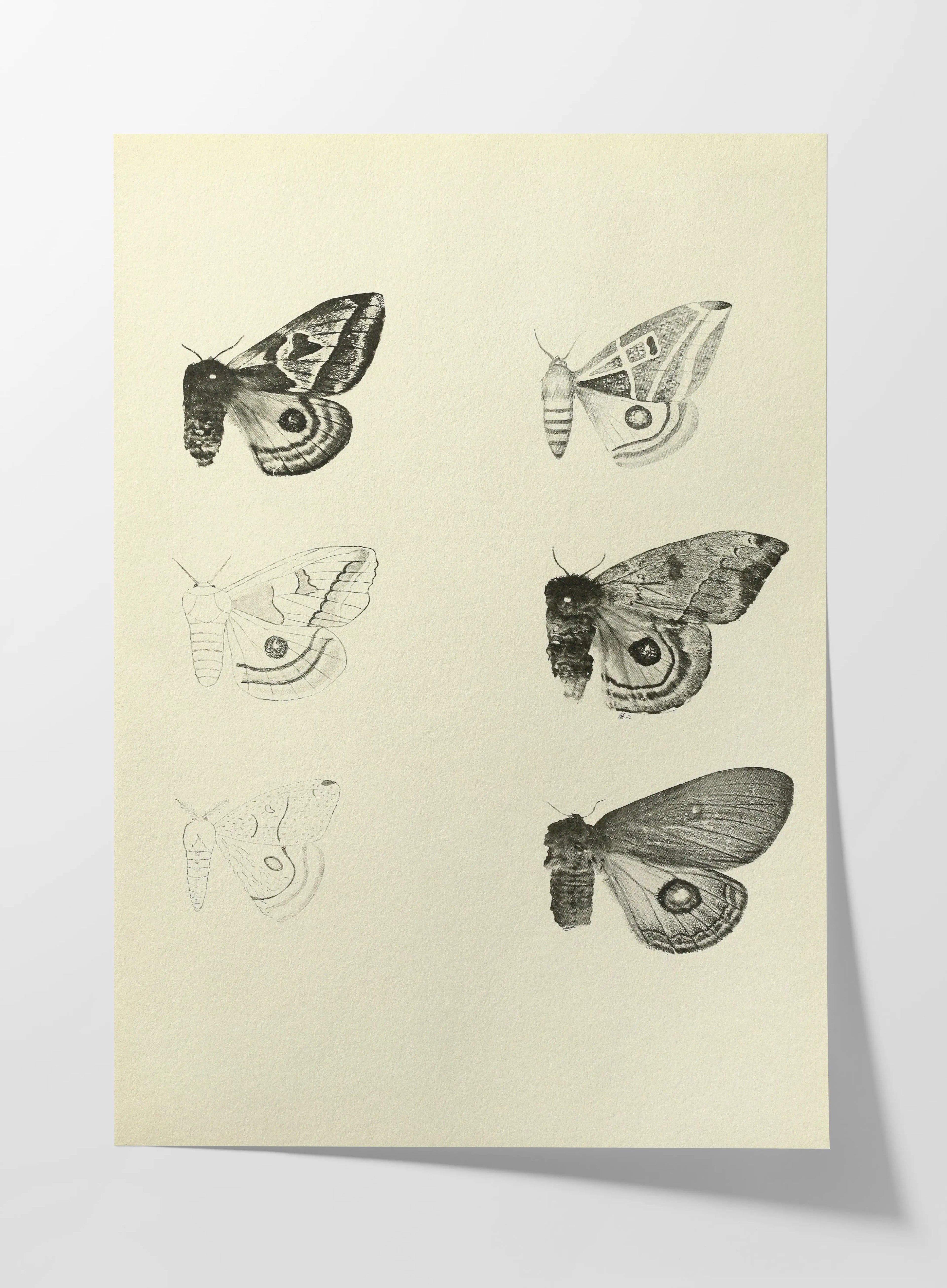 Natural History: Plate No. 82