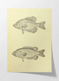 Natural History: Plate No. 83