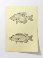 Natural History: Plate No. 83