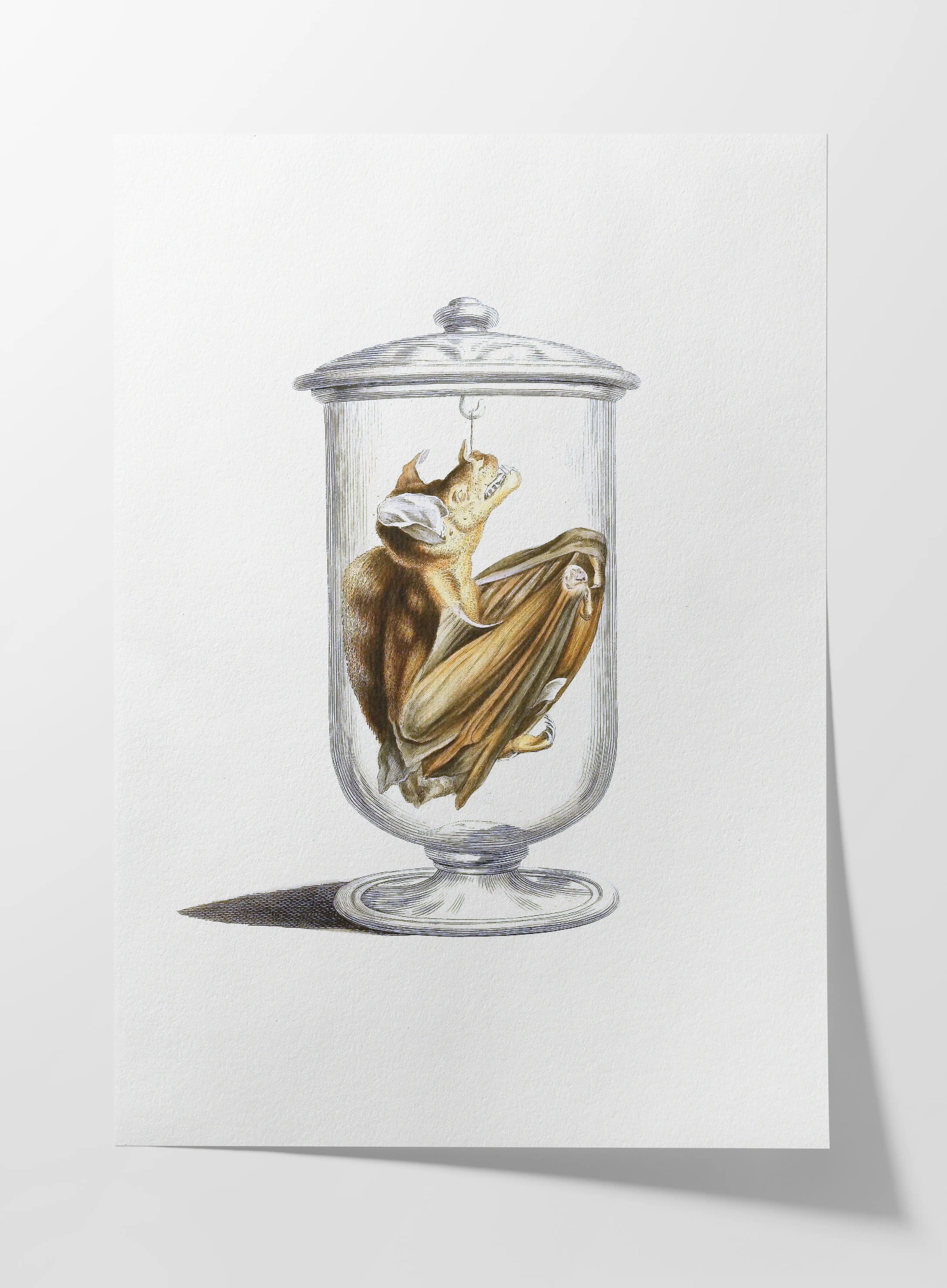 Natural History: Plate No. 84