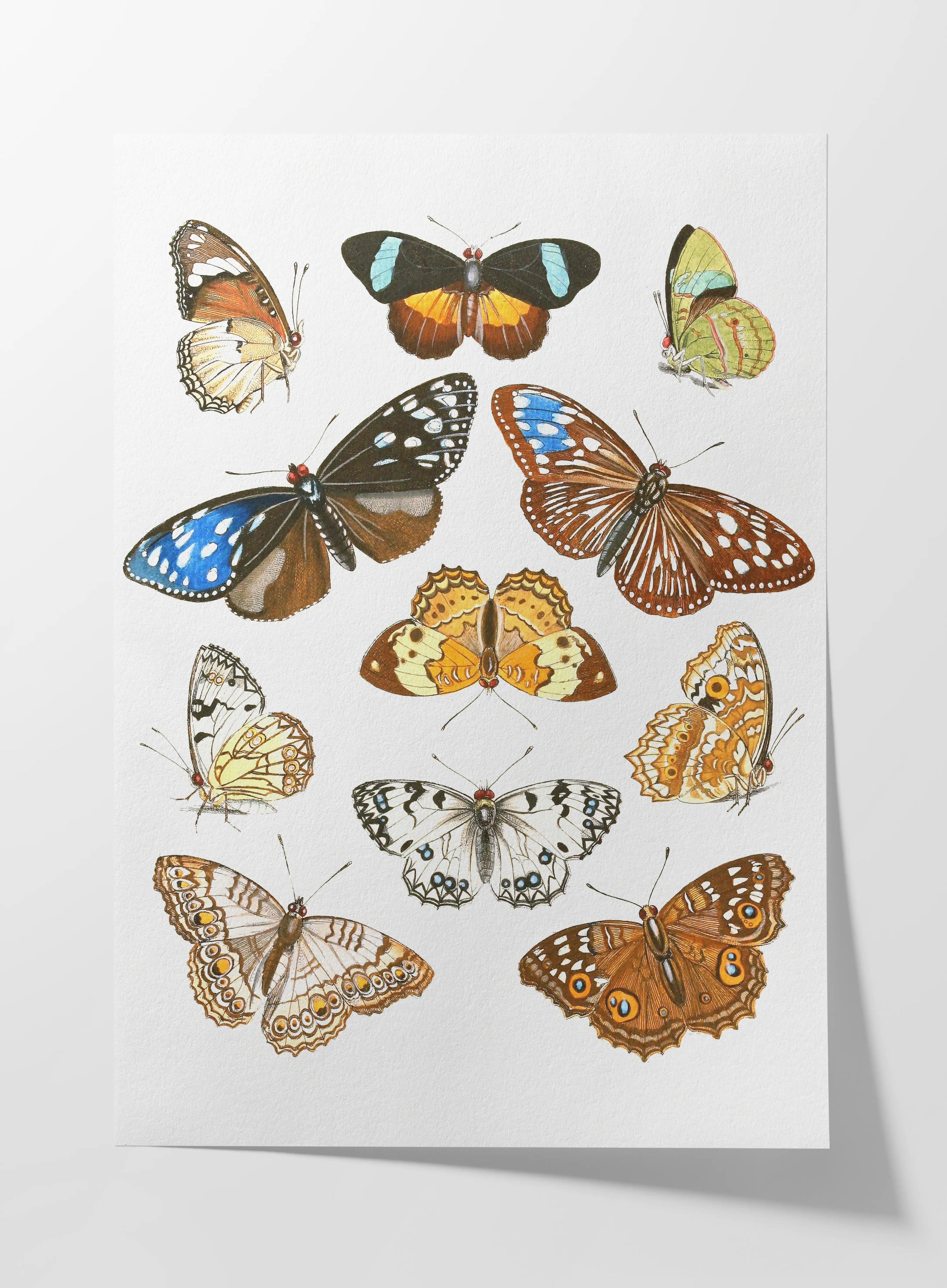 Natural History: Plate No. 85