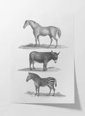 Natural History: Plate No. 86