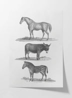 Natural History: Plate No. 86