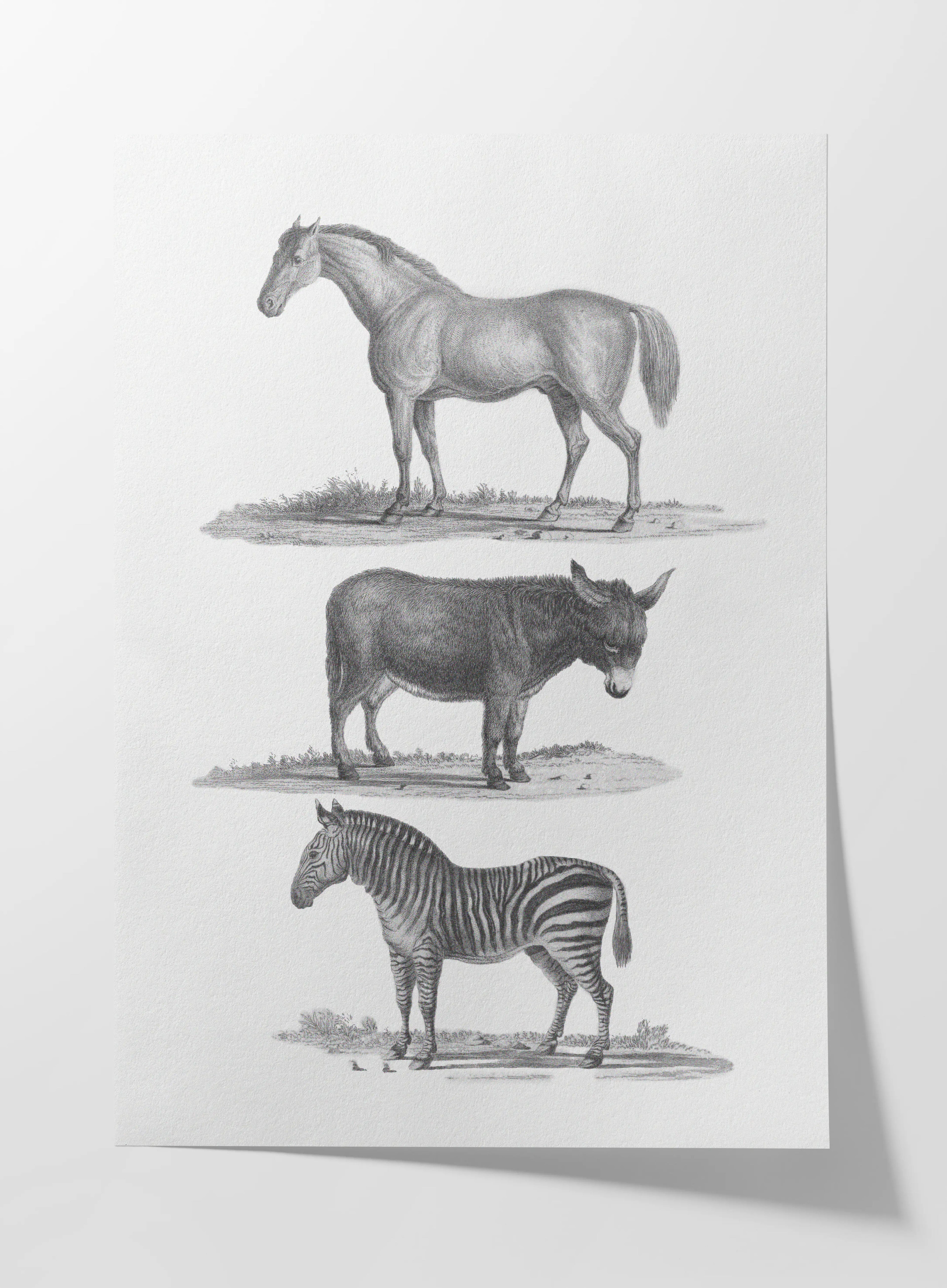 Natural History: Plate No. 86