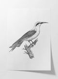 Natural History: Plate No. 89