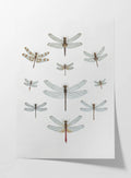 Natural History: Plate No. 90