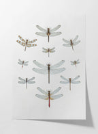 Natural History: Plate No. 90