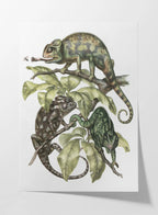 Natural History: Plate No. 91