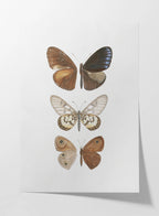 Natural History: Plate No. 92