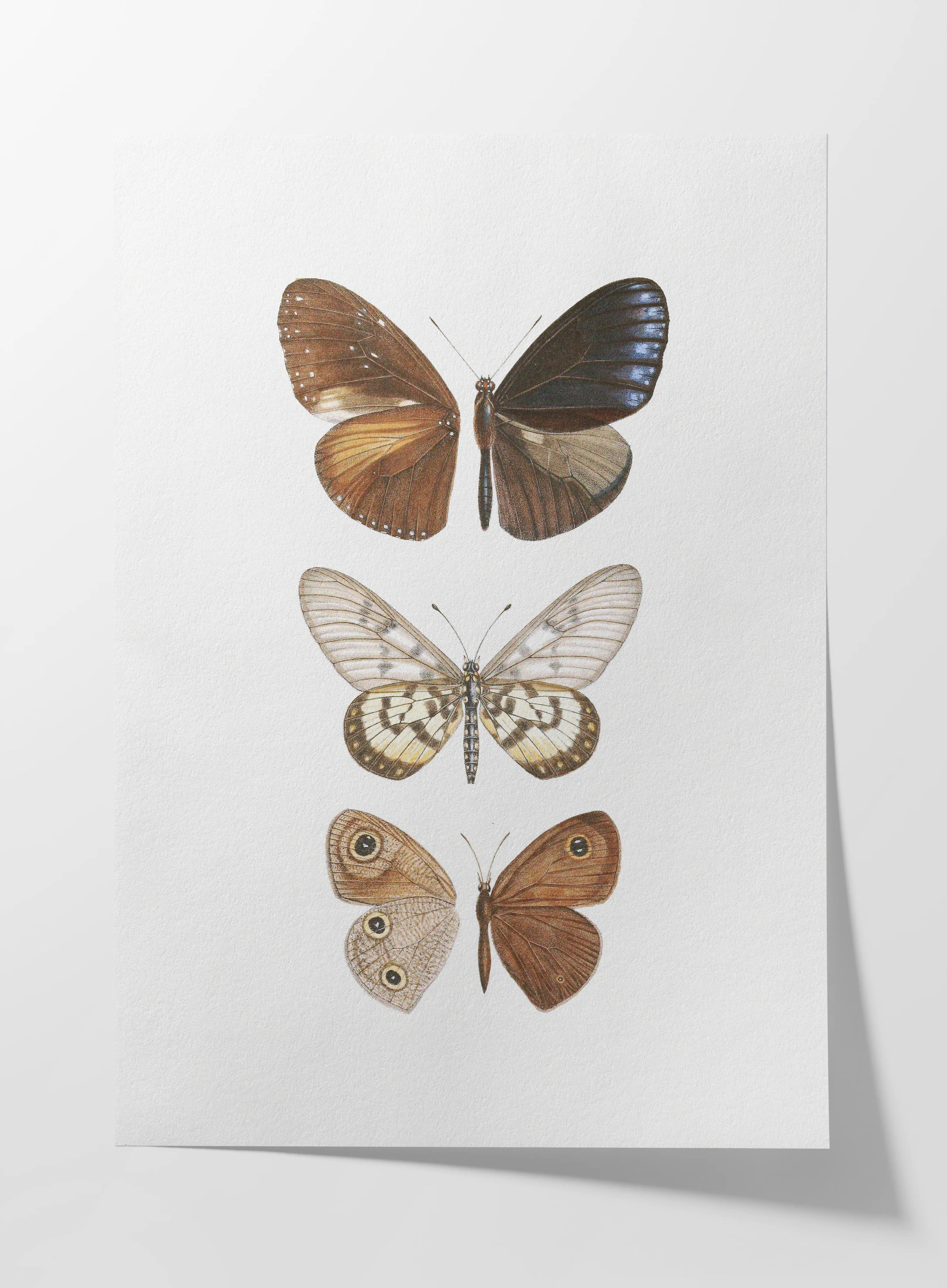 Natural History: Plate No. 92