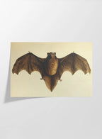 Natural History: Plate No. 93