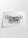 Natural History: Plate No. 88