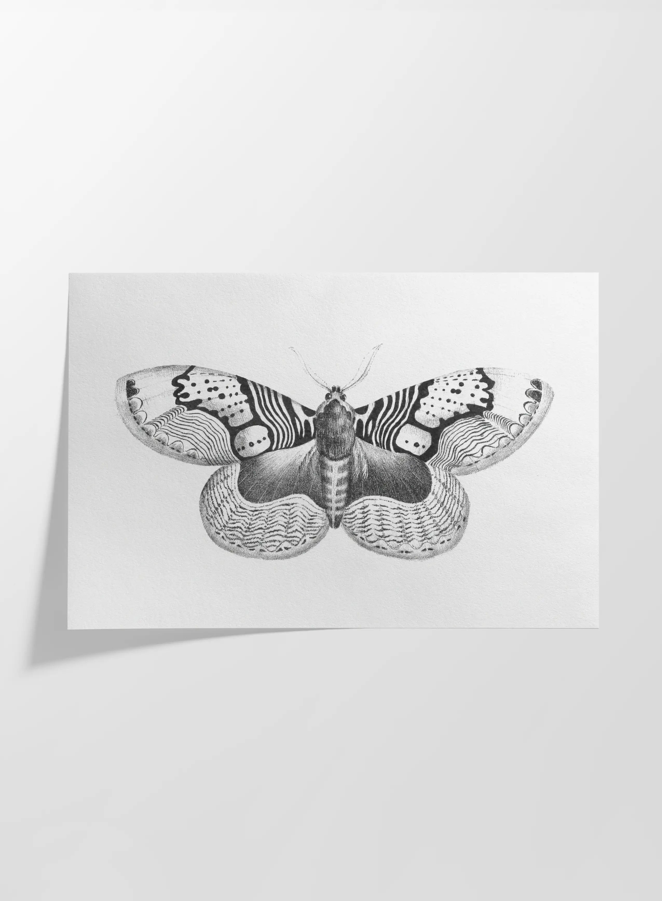 Natural History: Plate No. 88