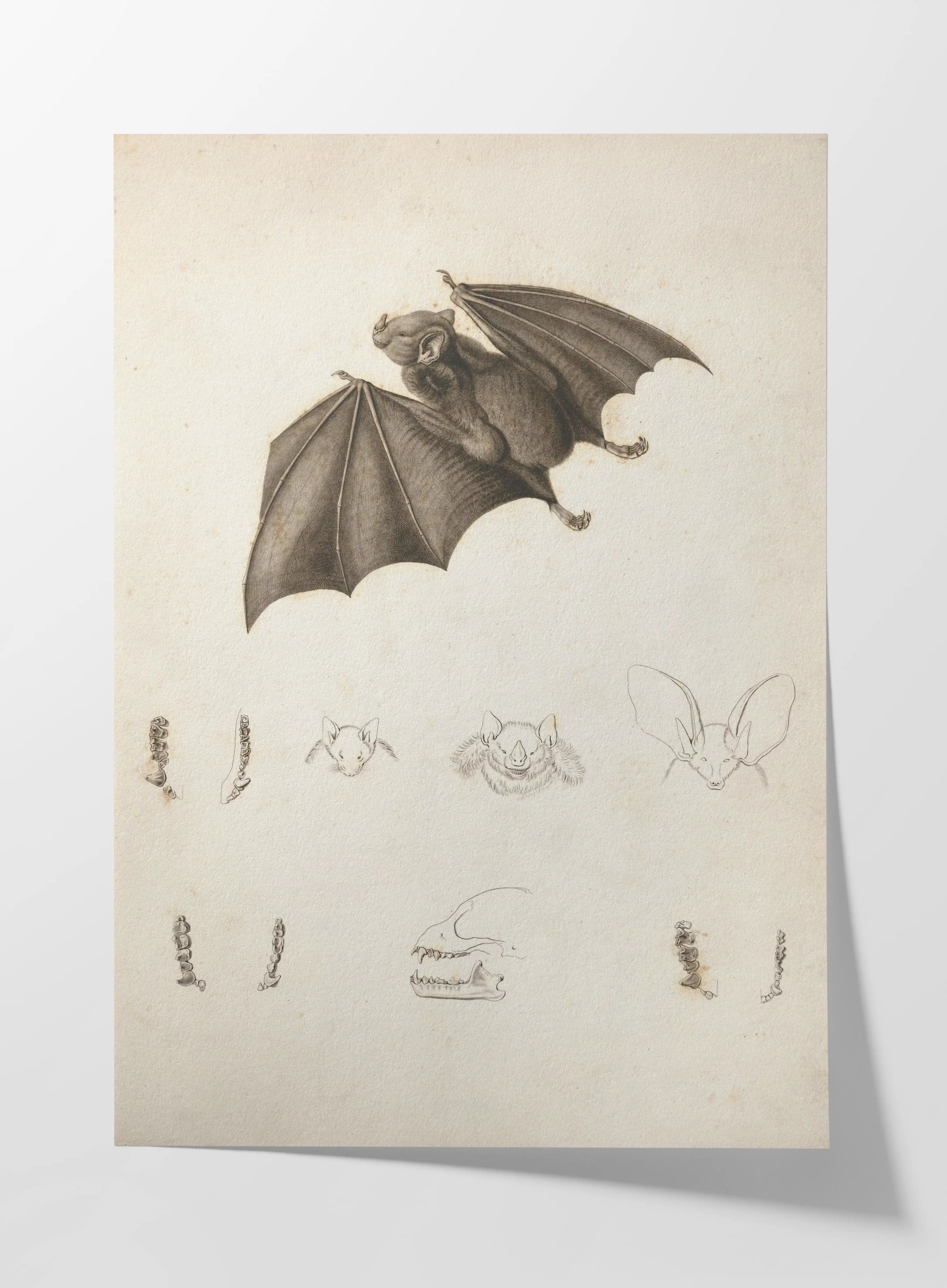 Natural History: Plate No. 95