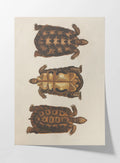 Natural History: Plate No. 96