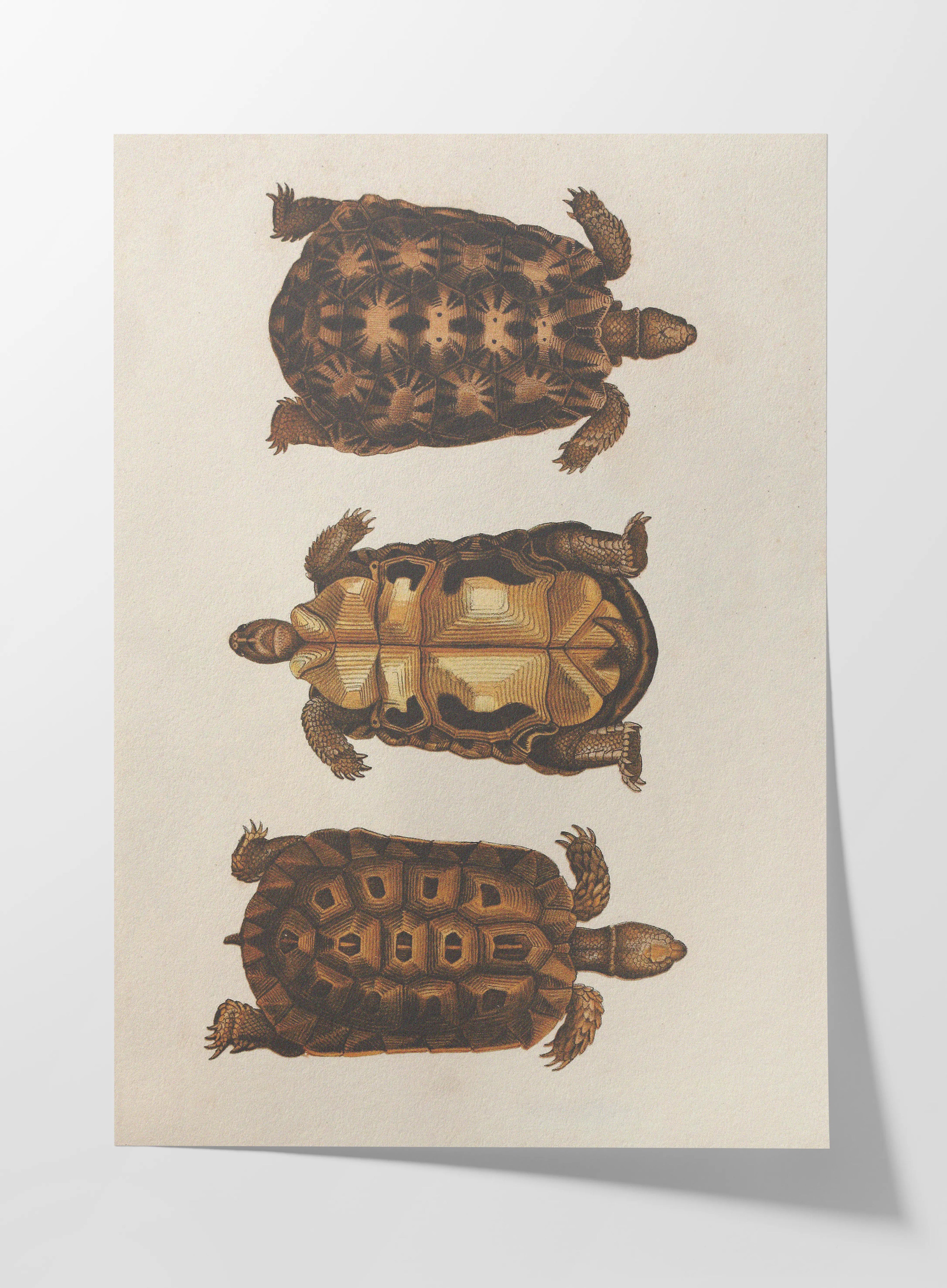 Natural History: Plate No. 96