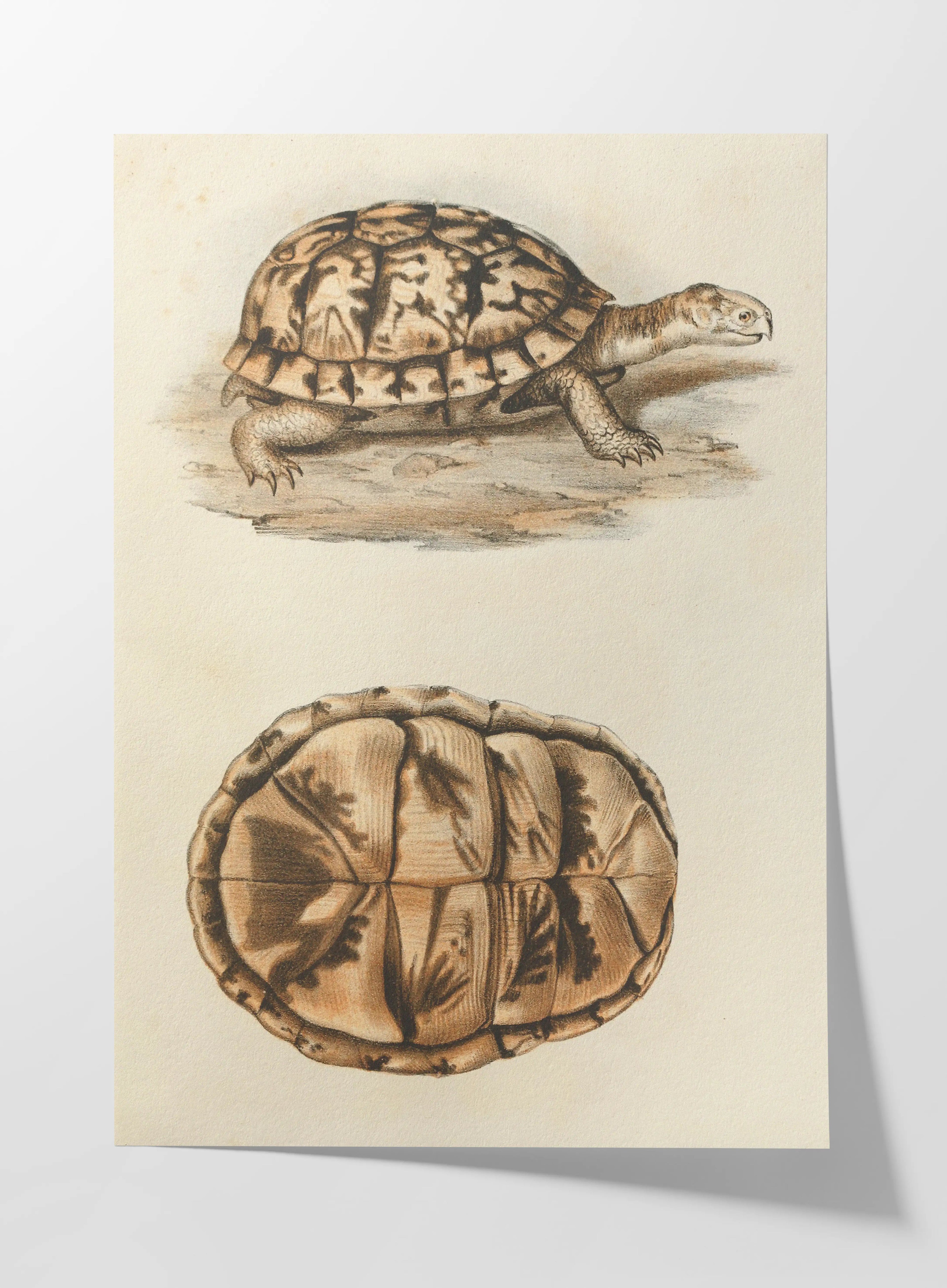 Natural History: Plate No. 97