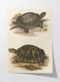 Natural History: Plate No. 98