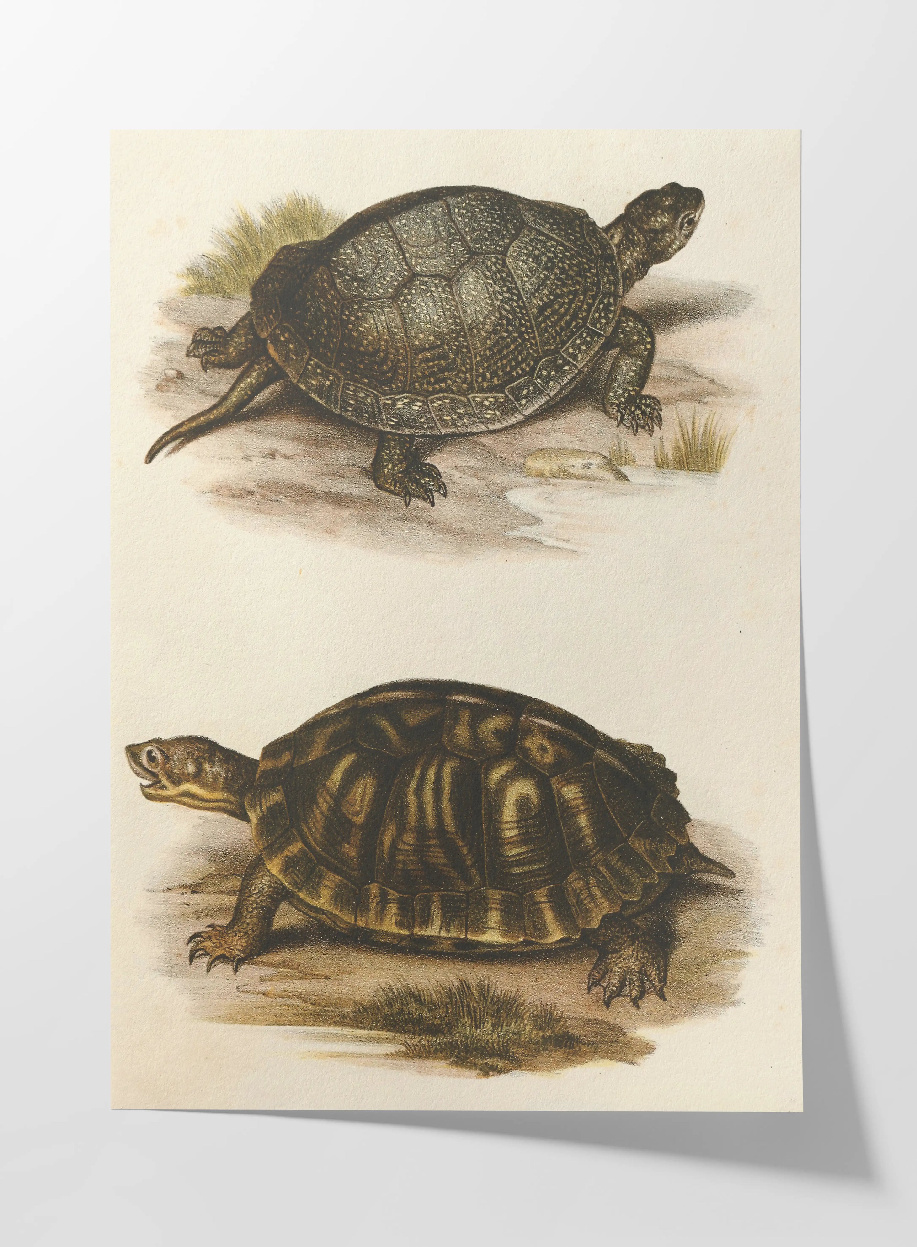 Natural History: Plate No. 98