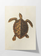 Natural History: Plate No. 99