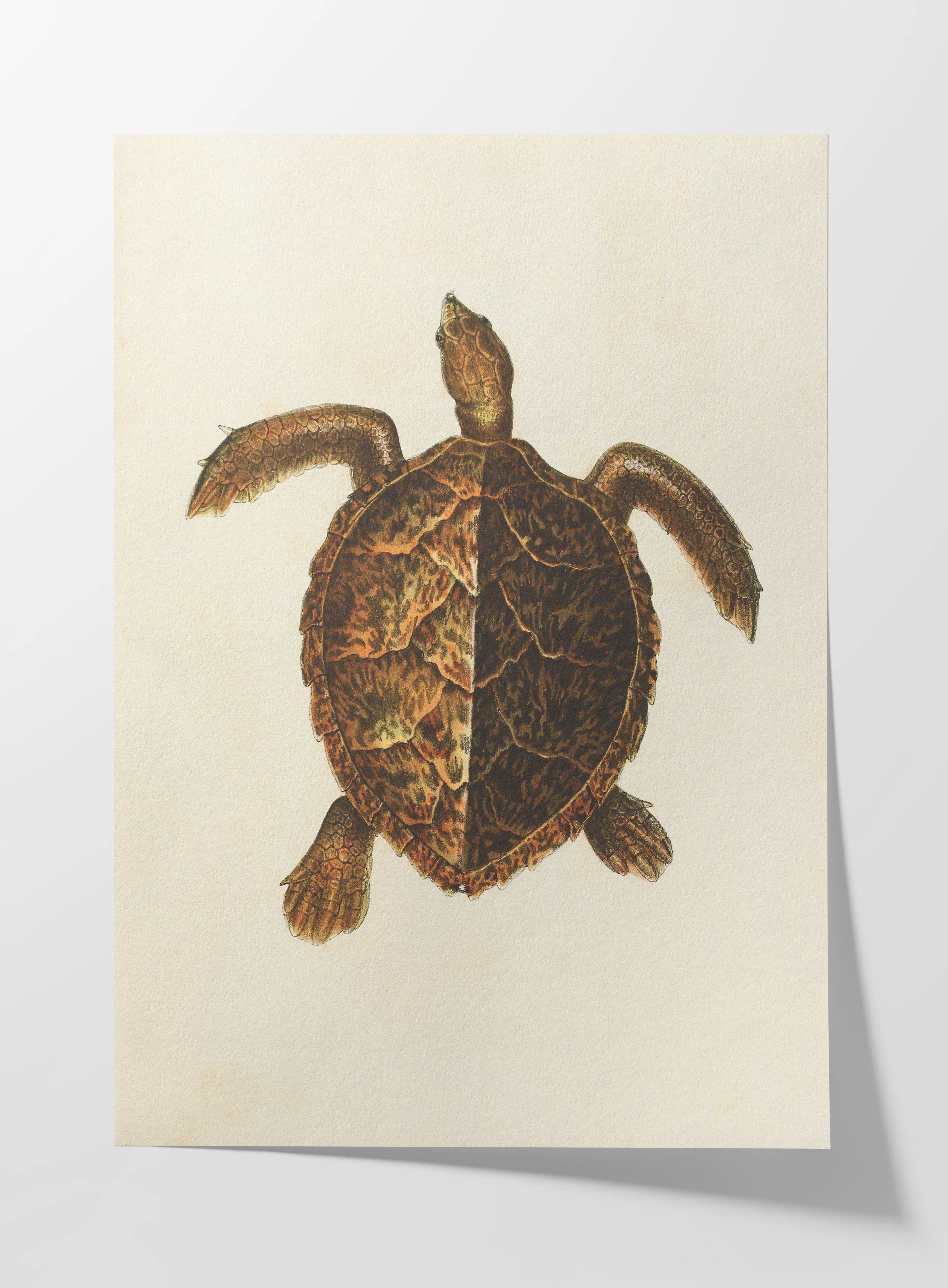 Natural History: Plate No. 99