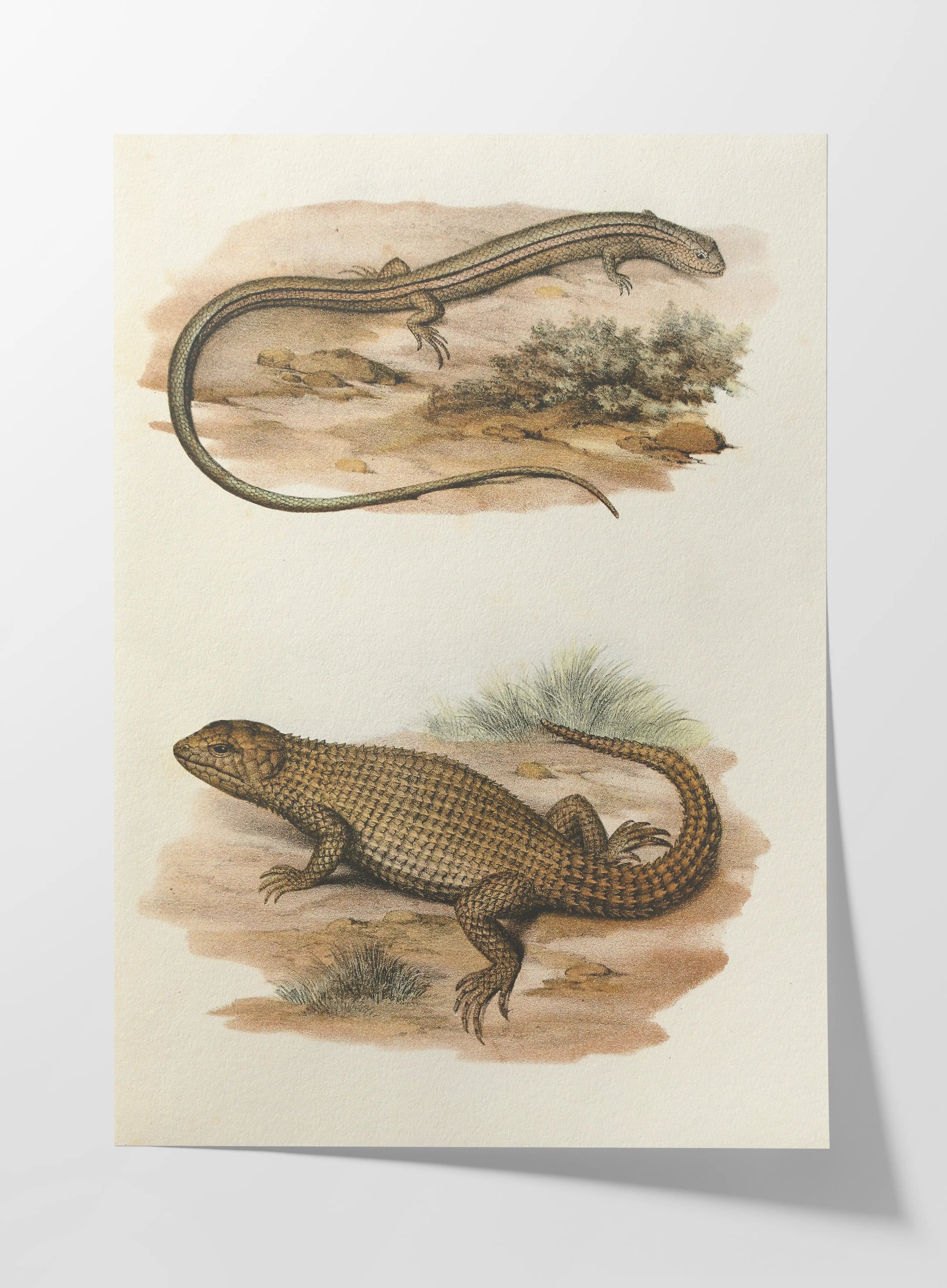 Natural History: Plate No. 100