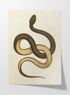 Natural History: Plate No. 101