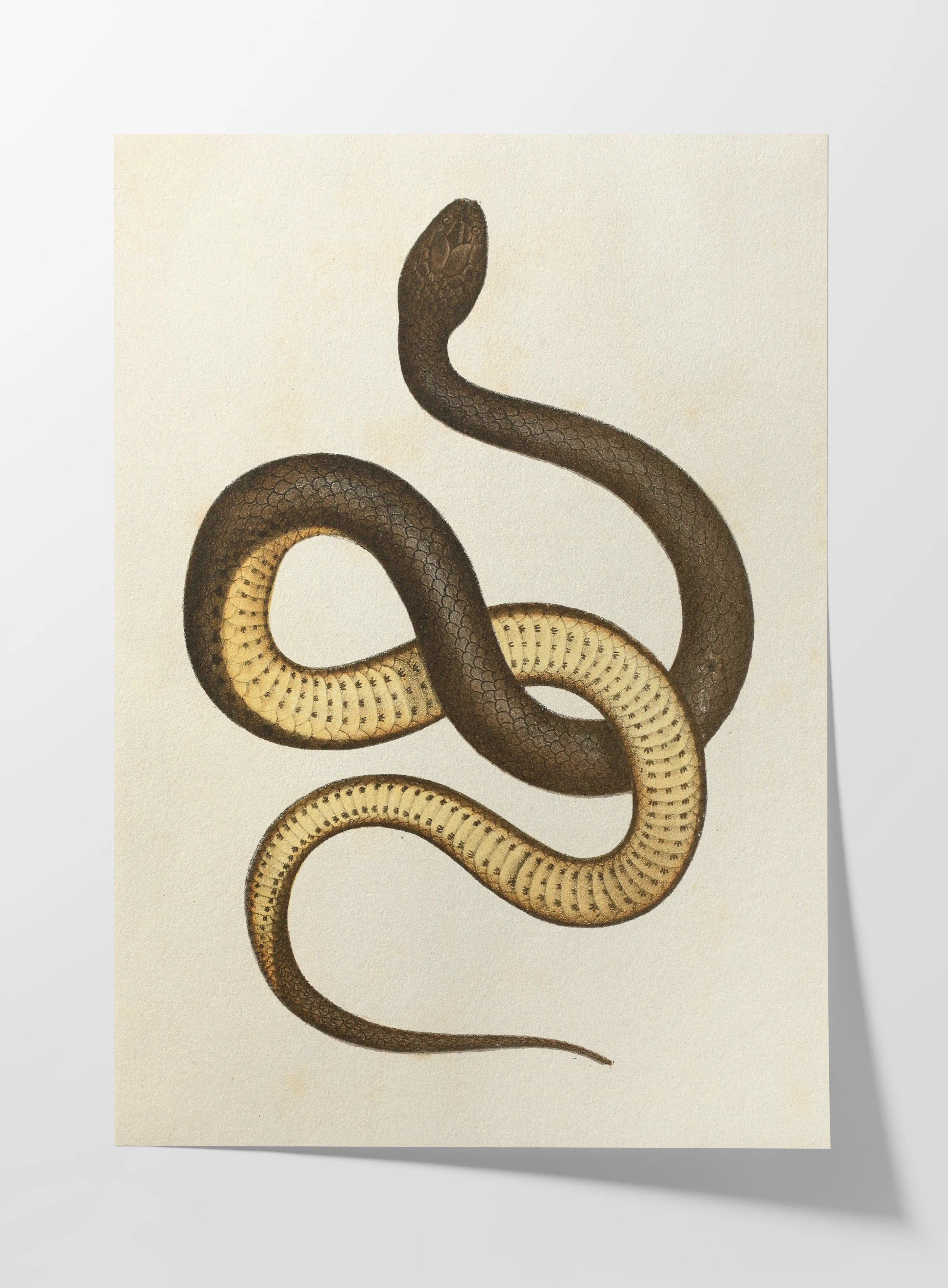 Natural History: Plate No. 101