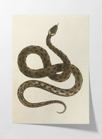 Natural History: Plate No. 103