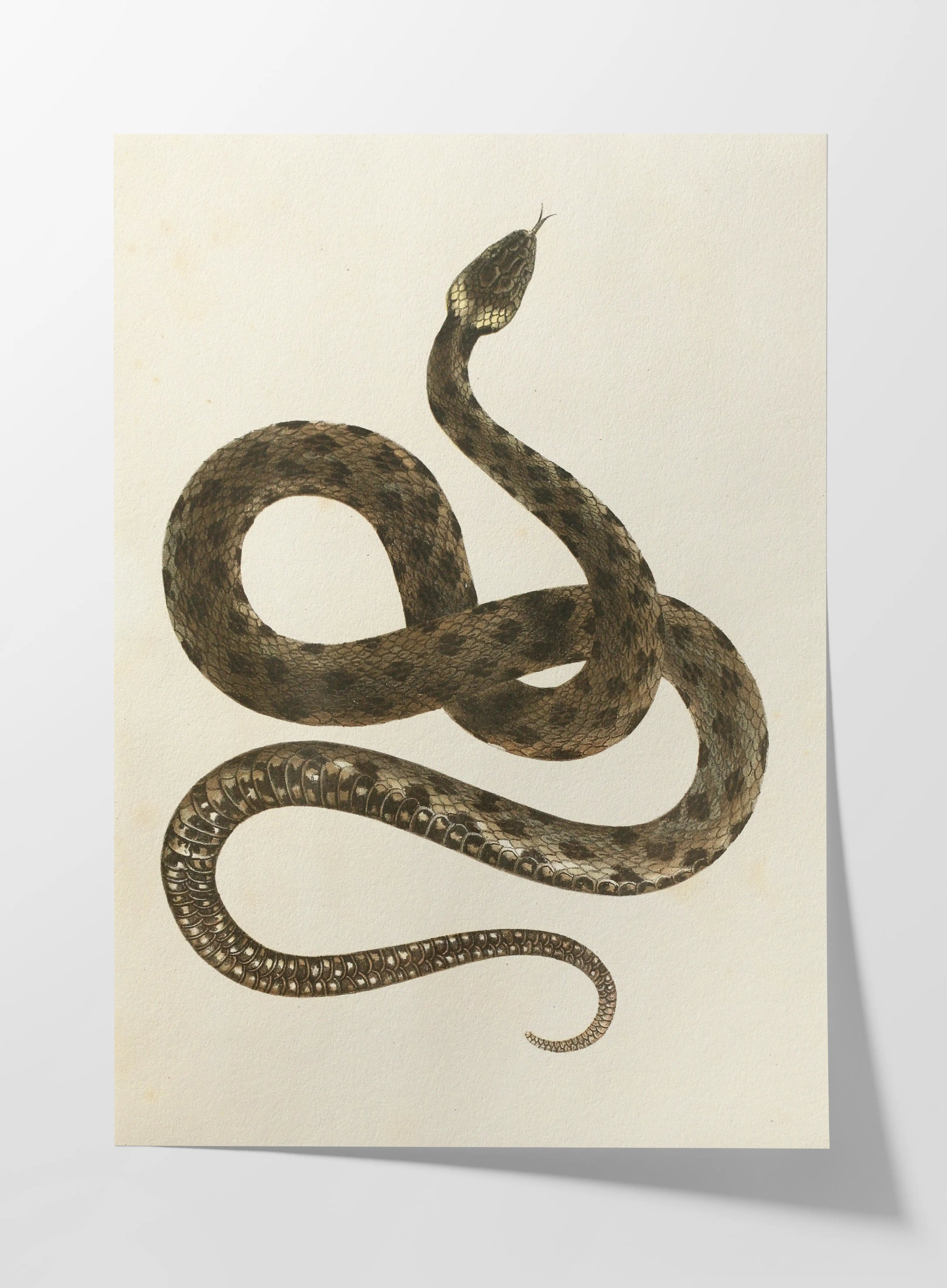 Natural History: Plate No. 103