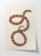 Natural History: Plate No. 104