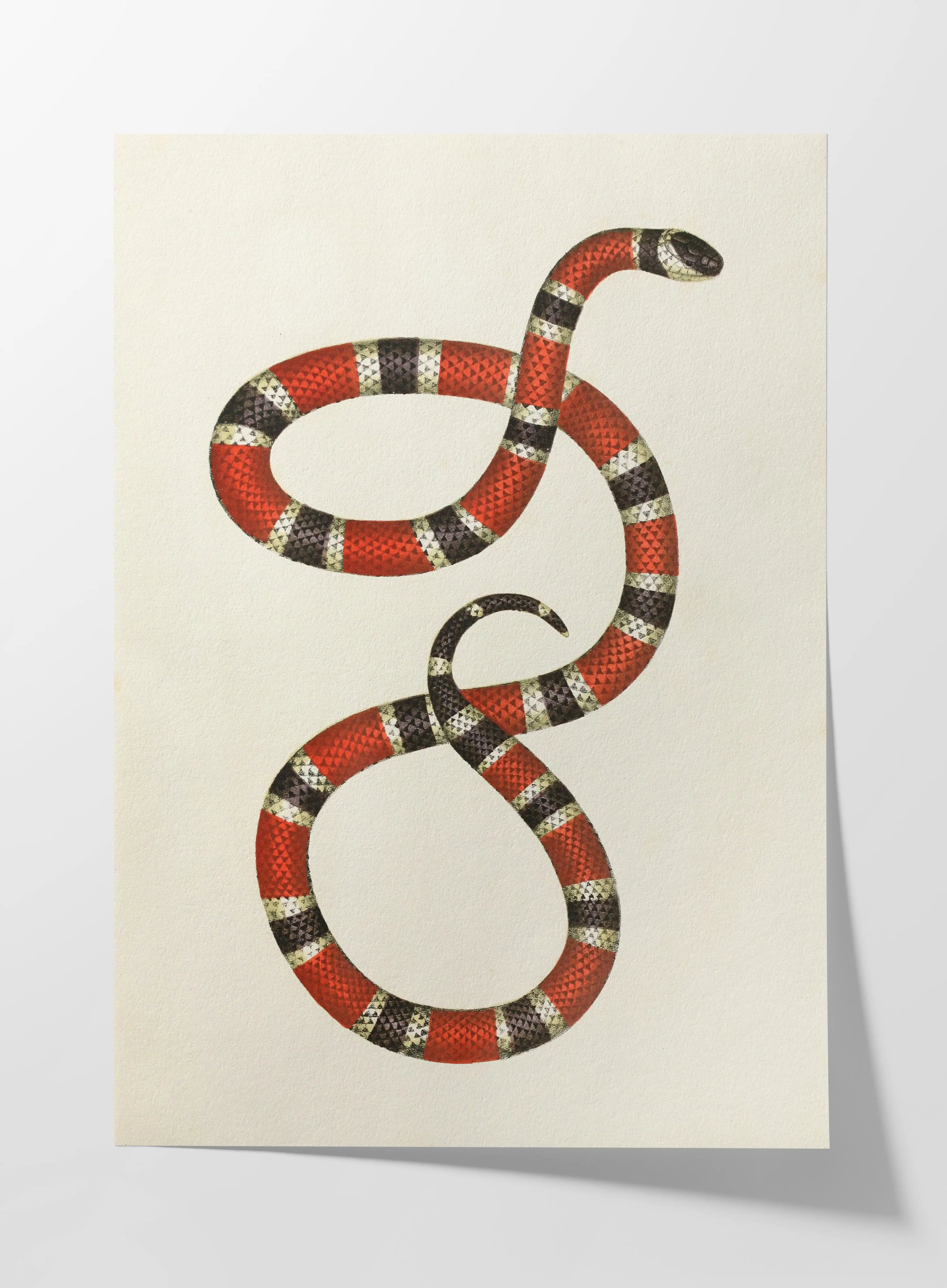 Natural History: Plate No. 104