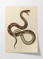 Natural History: Plate No. 105