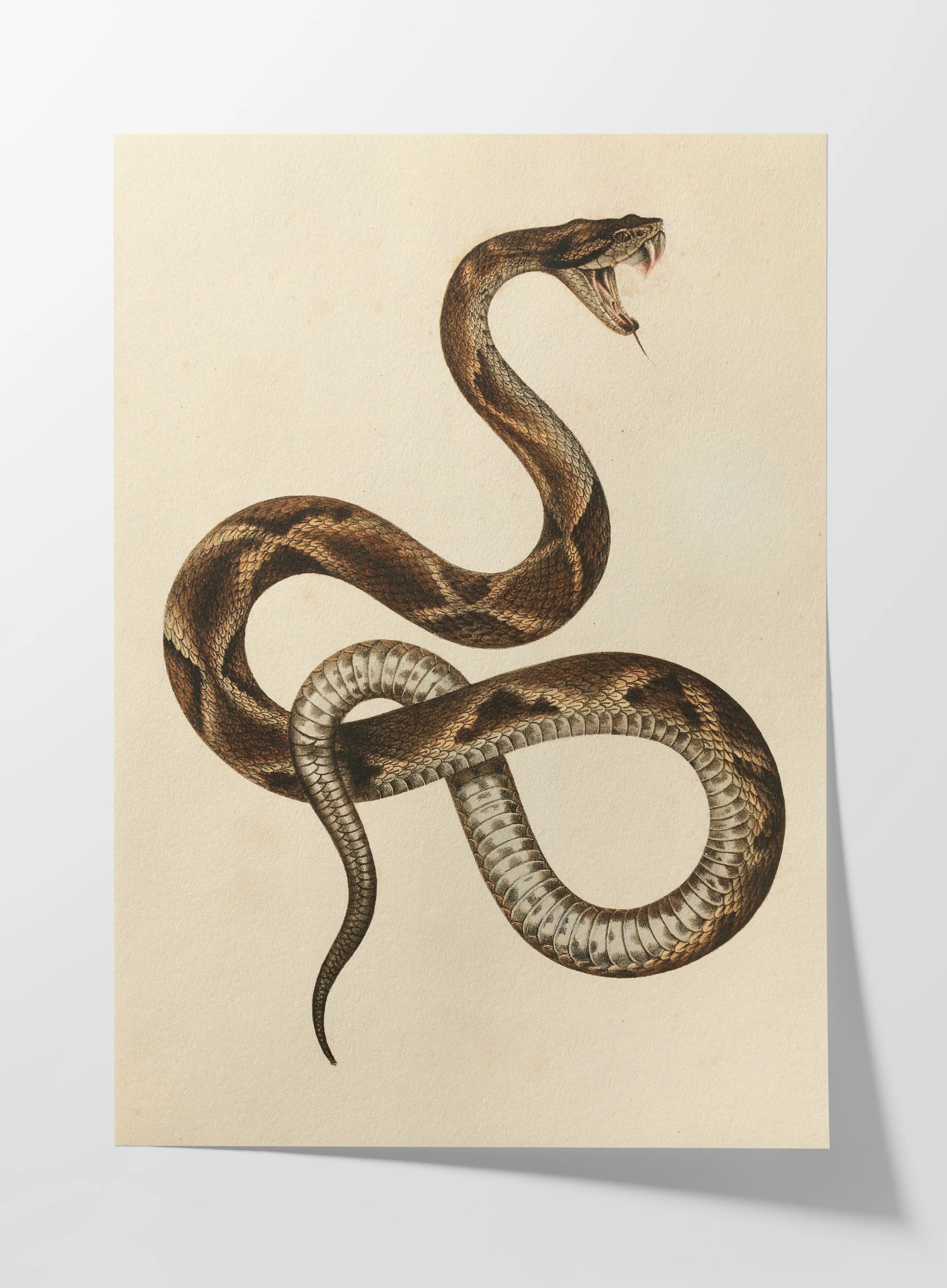 Natural History: Plate No. 105