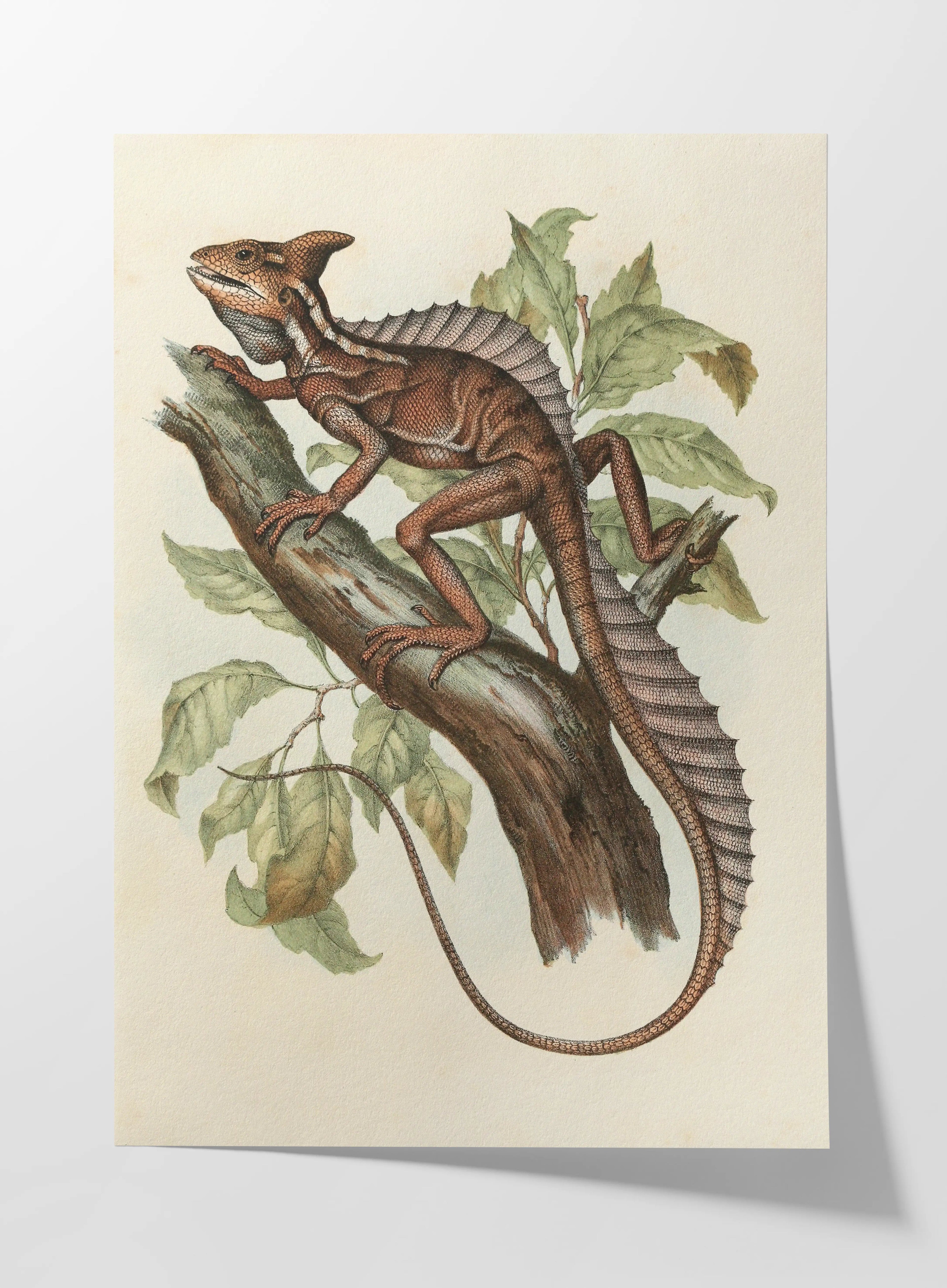 Natural History: Plate No. 106