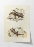Natural History: Plate No. 107