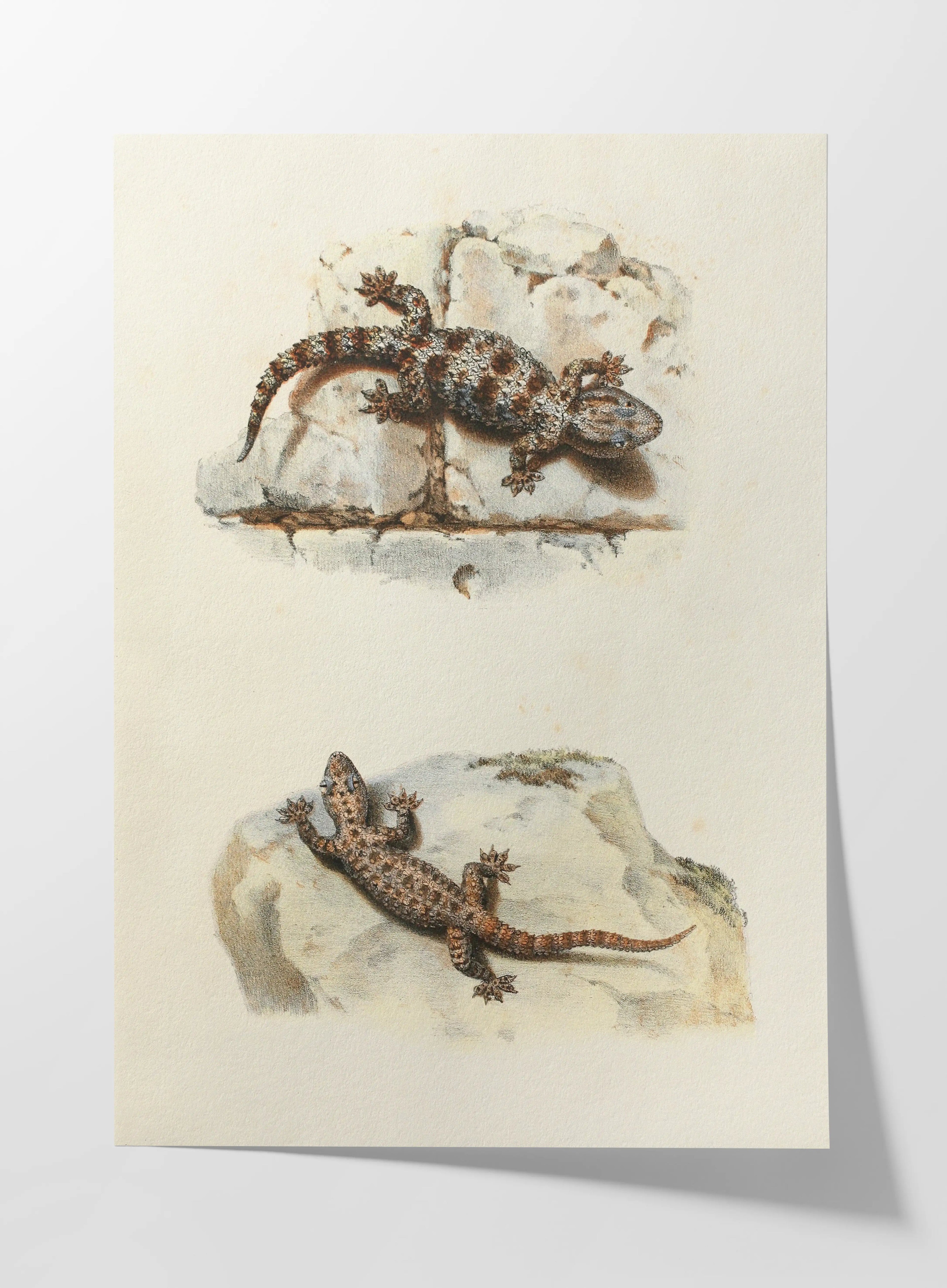 Natural History: Plate No. 107