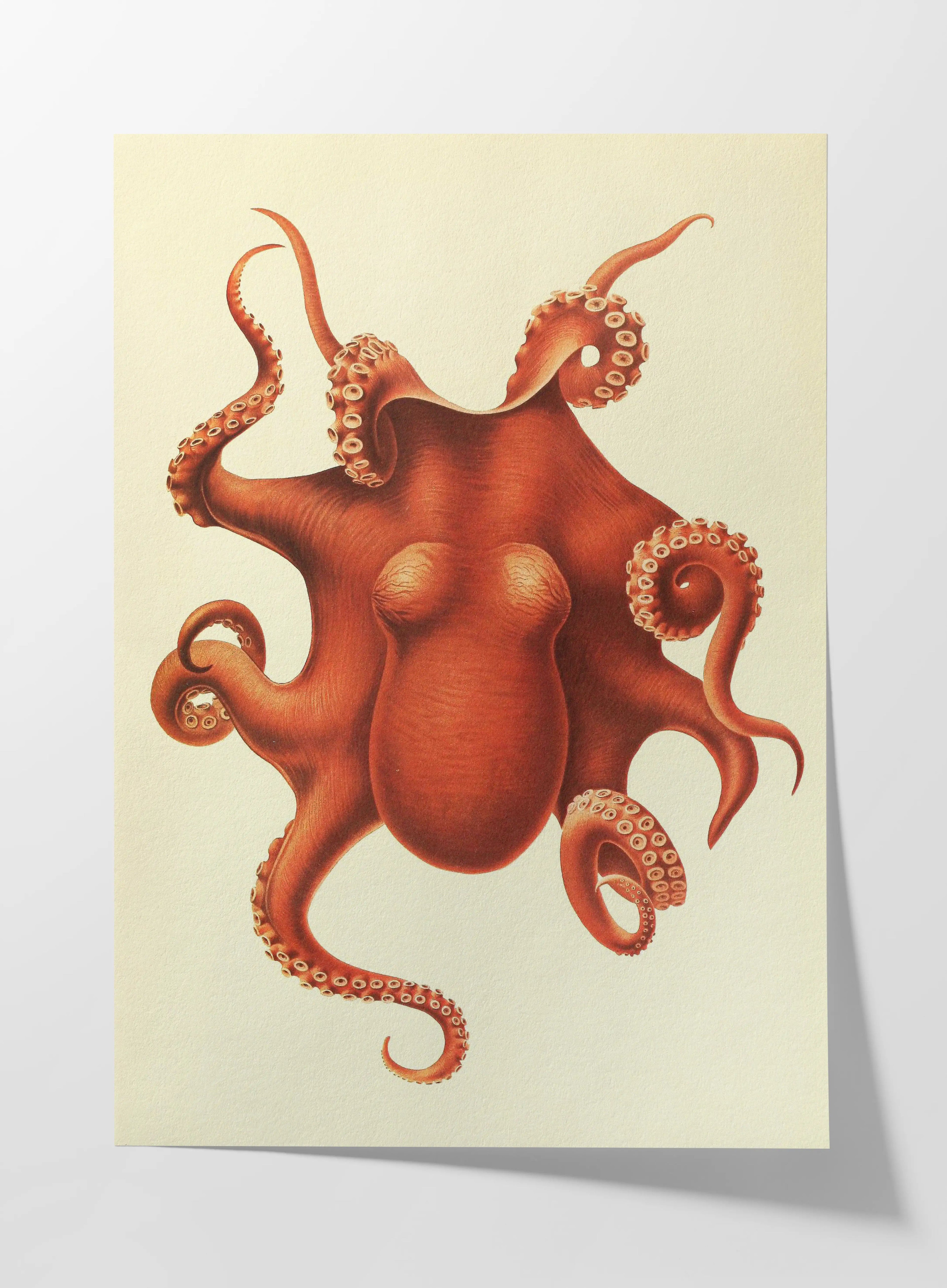 Natural History: Plate No. 109