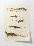 Natural History: Plate No. 110