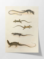 Natural History: Plate No. 110