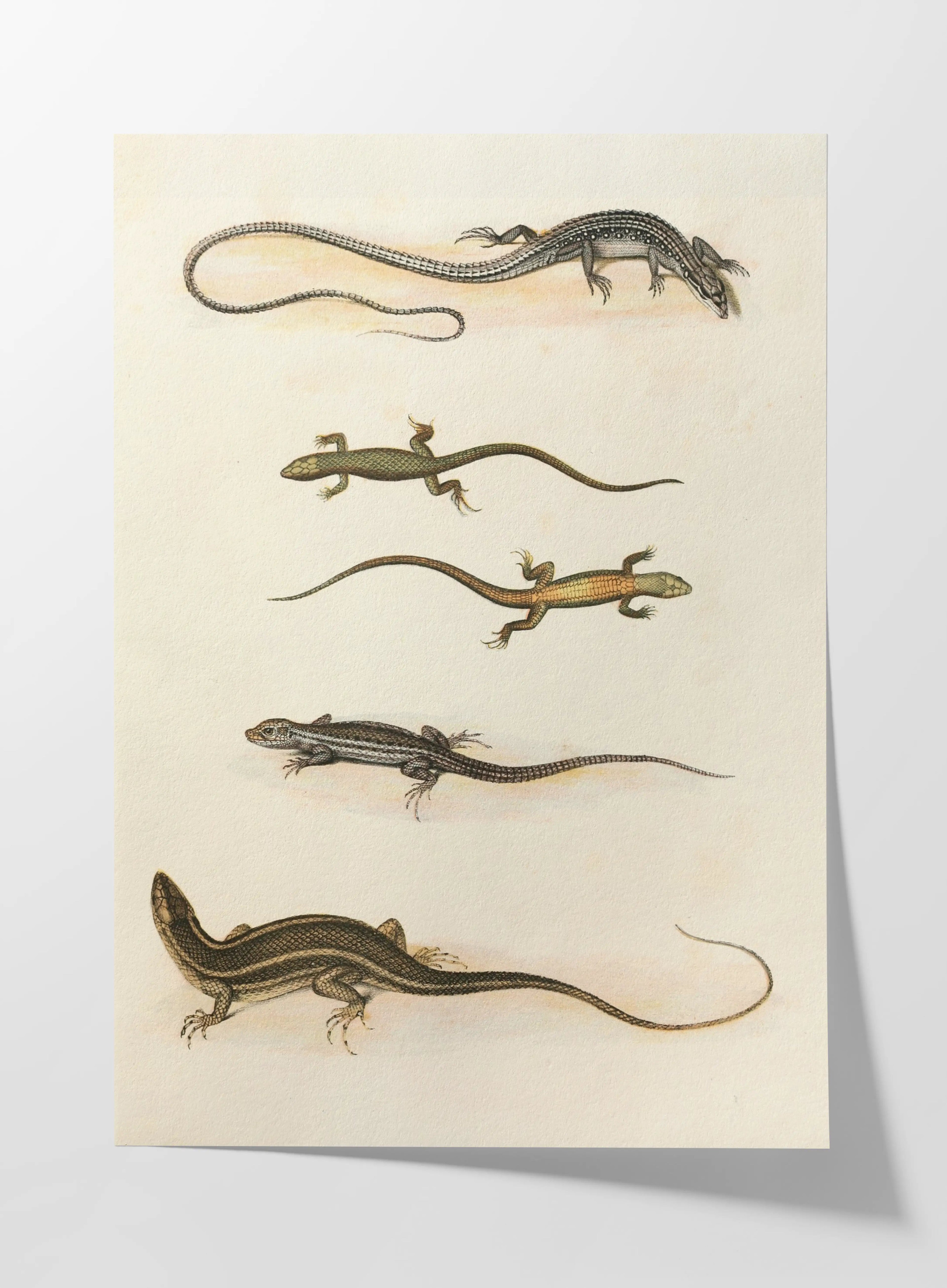 Natural History: Plate No. 110