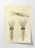 Natural History: Plate No. 111