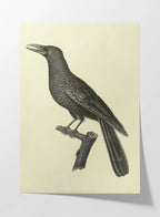 Natural History: Plate No. 117