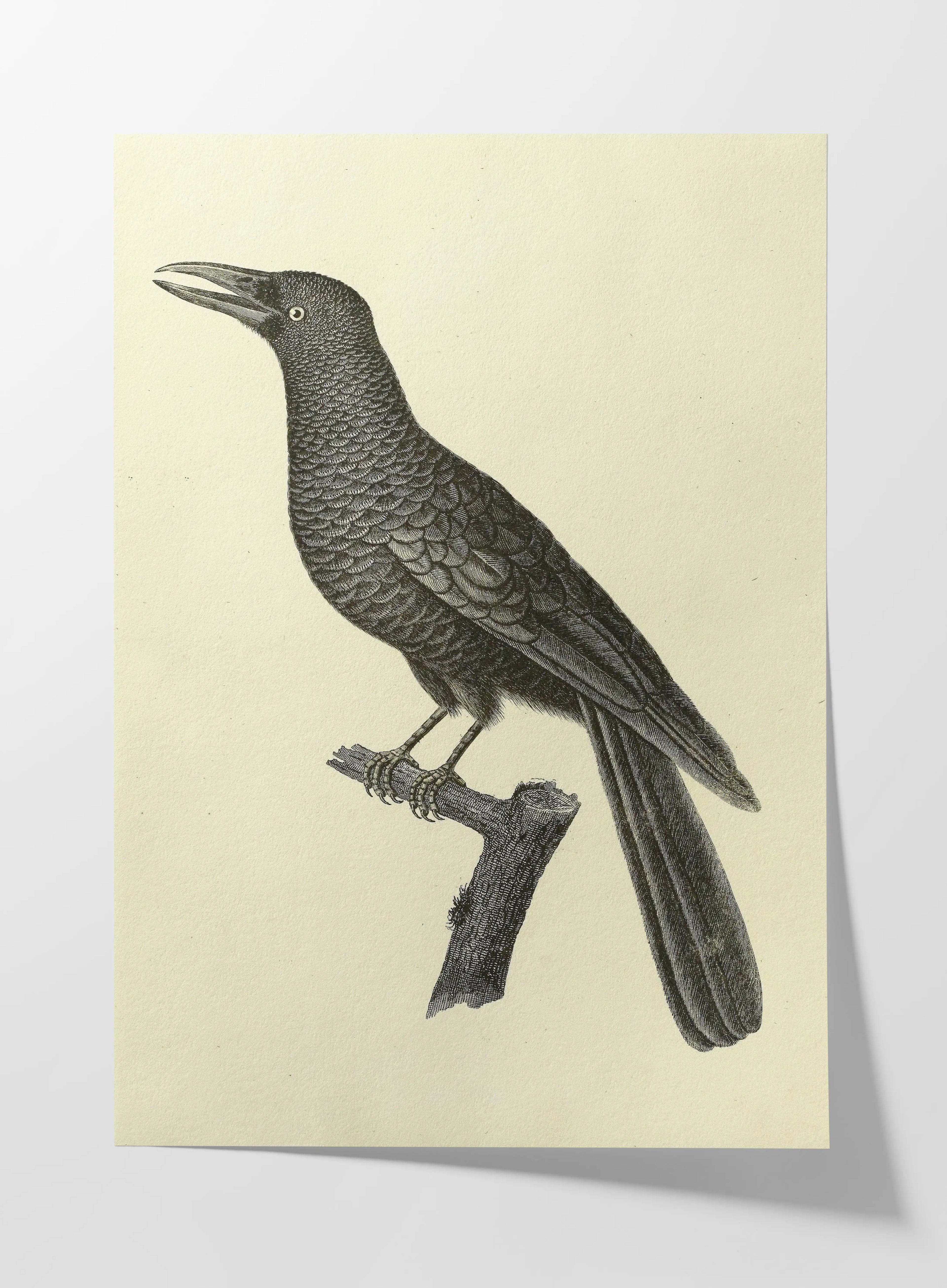 Natural History: Plate No. 117