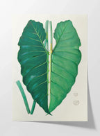 Plant Studies: Plate No. 01