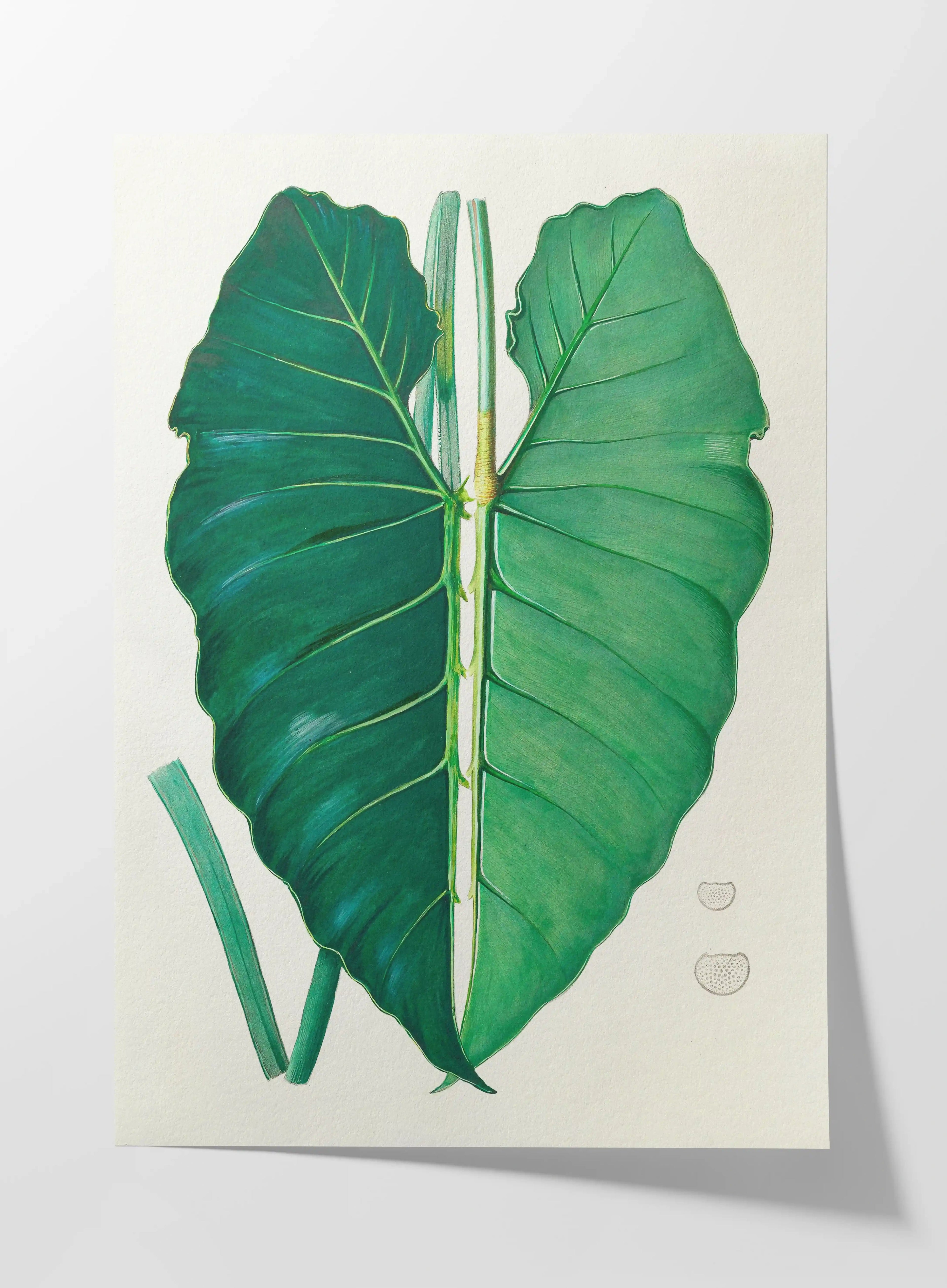 Plant Studies: Plate No. 01