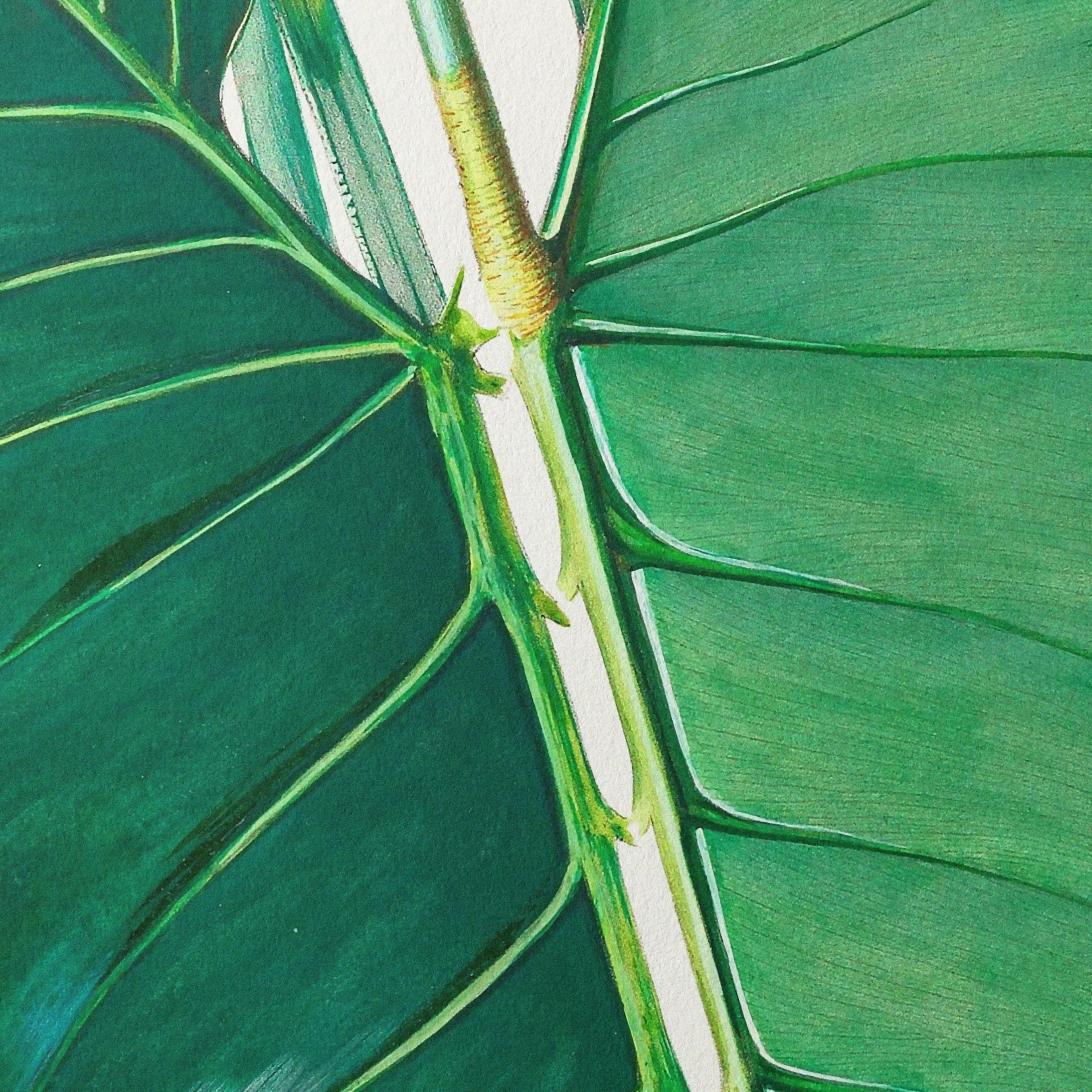 Plant Studies: Plate No. 01