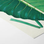 Plant Studies: Plate No. 01