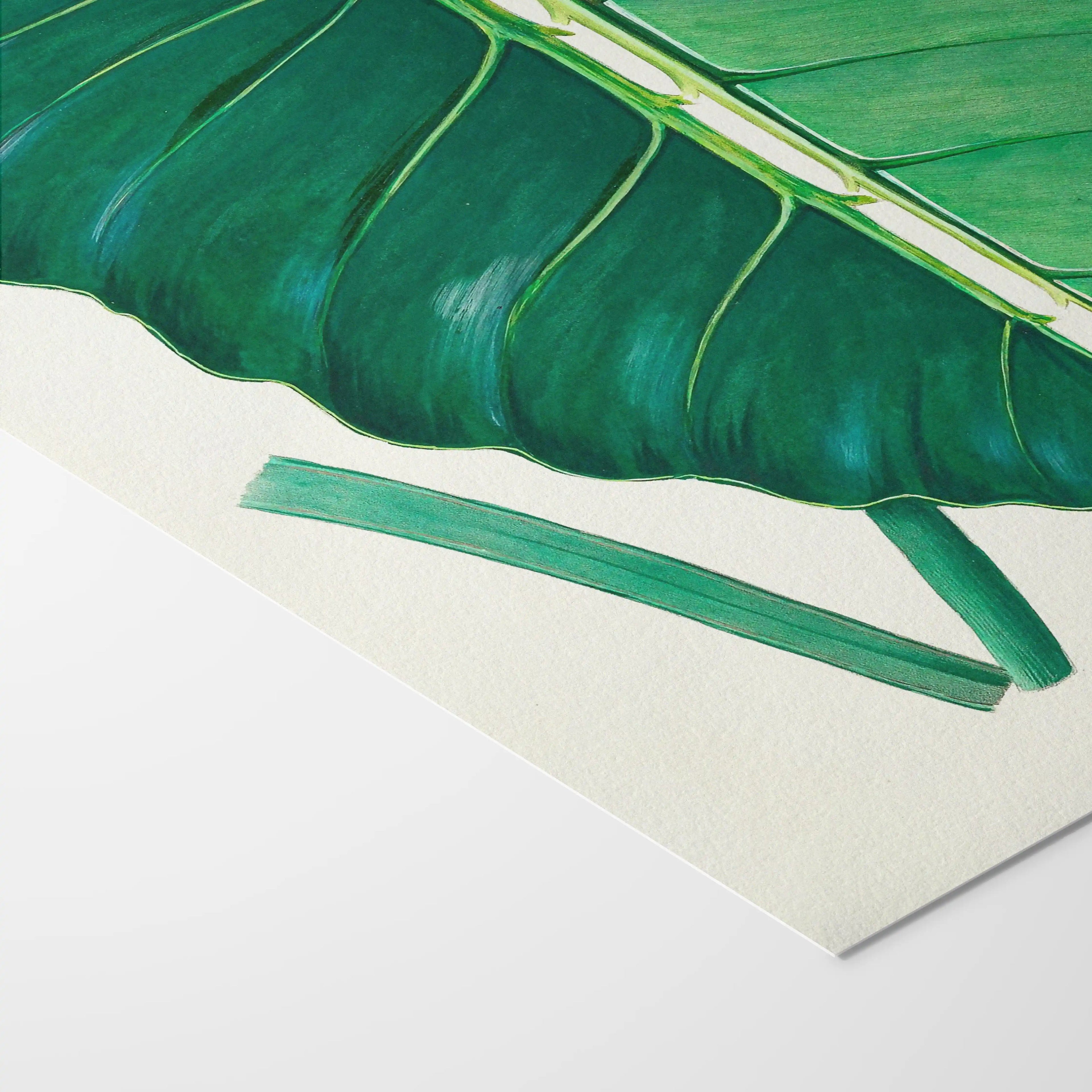 Plant Studies: Plate No. 01