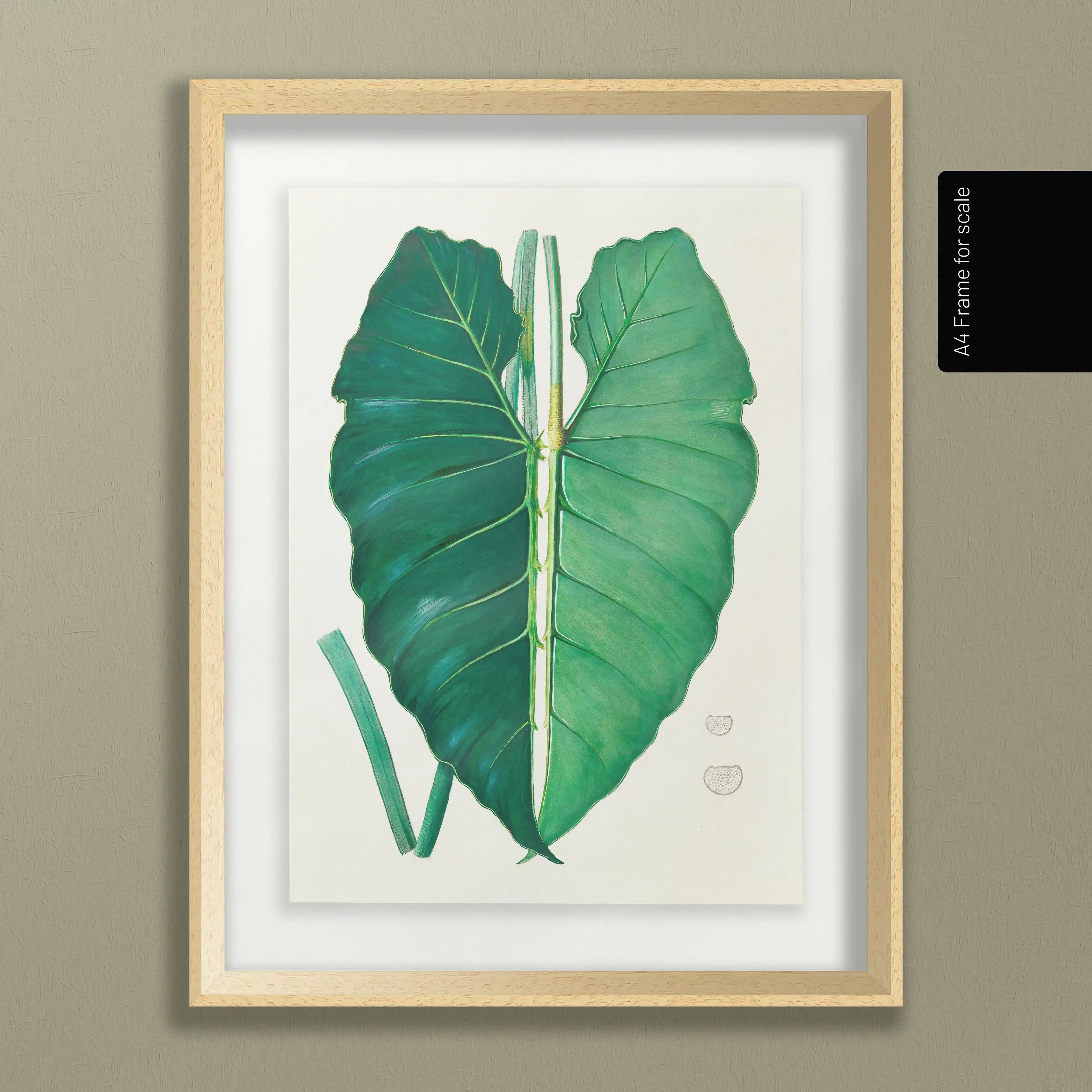 Plant Studies: Plate No. 01